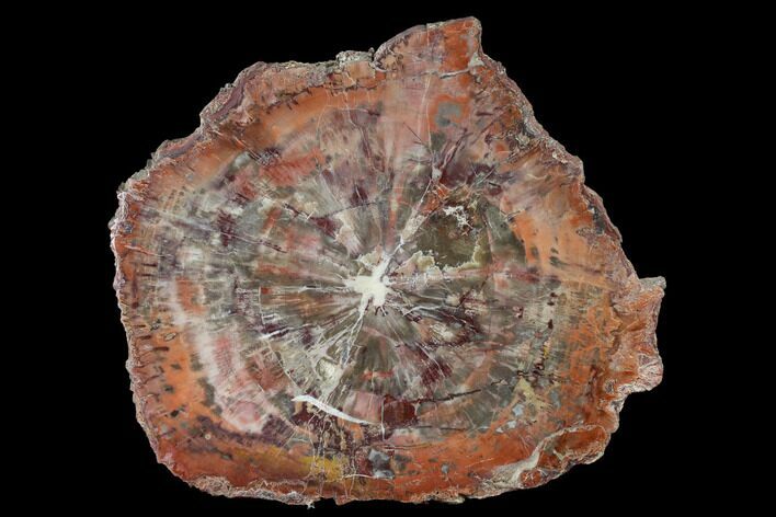 Polished Petrified Wood (Araucaria) Round - Arizona #144241
